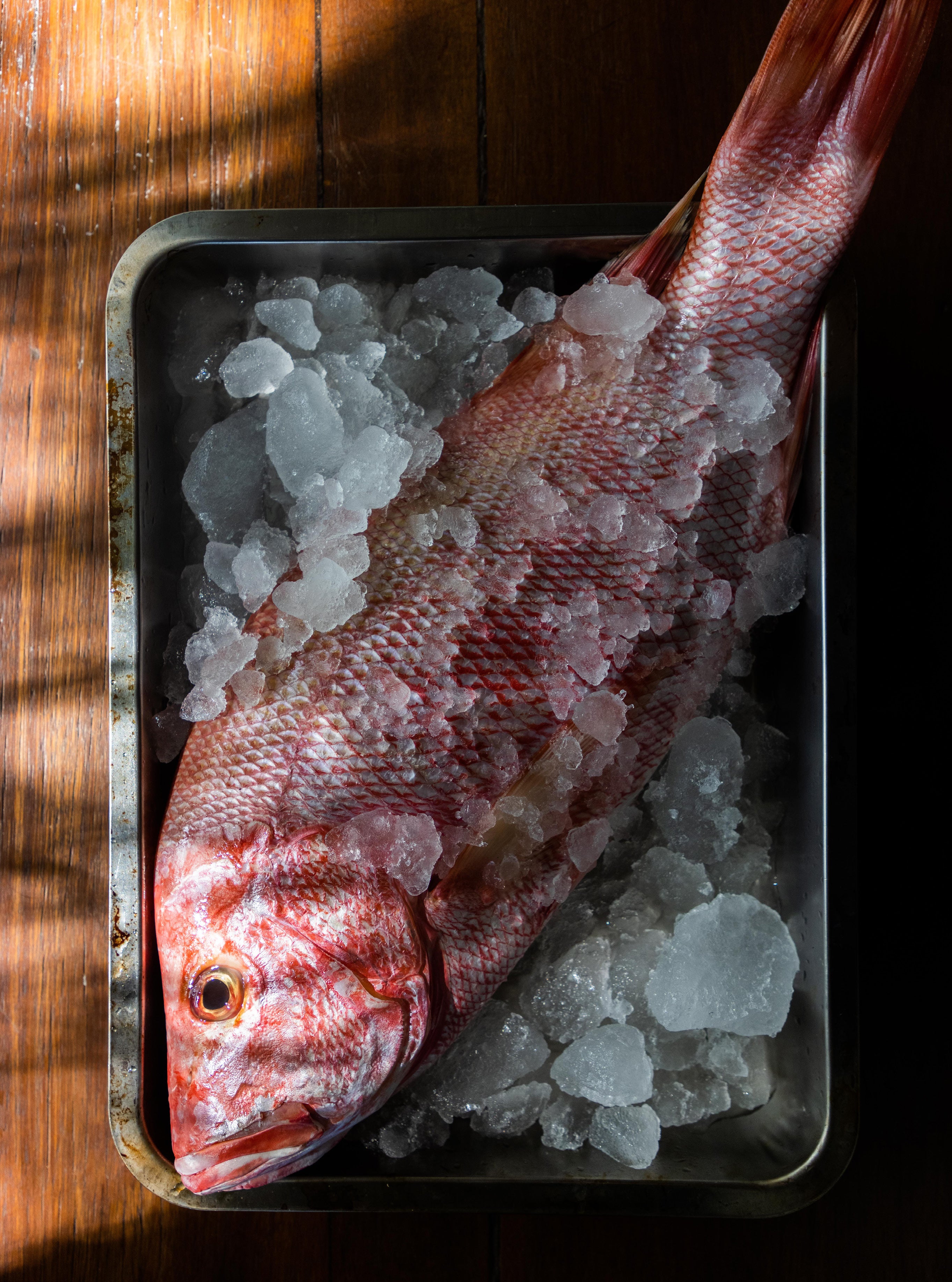 Overhead view of a whole pink snapper fish on crushed ice in a dark metal tray on a wooden surface with warm directional light