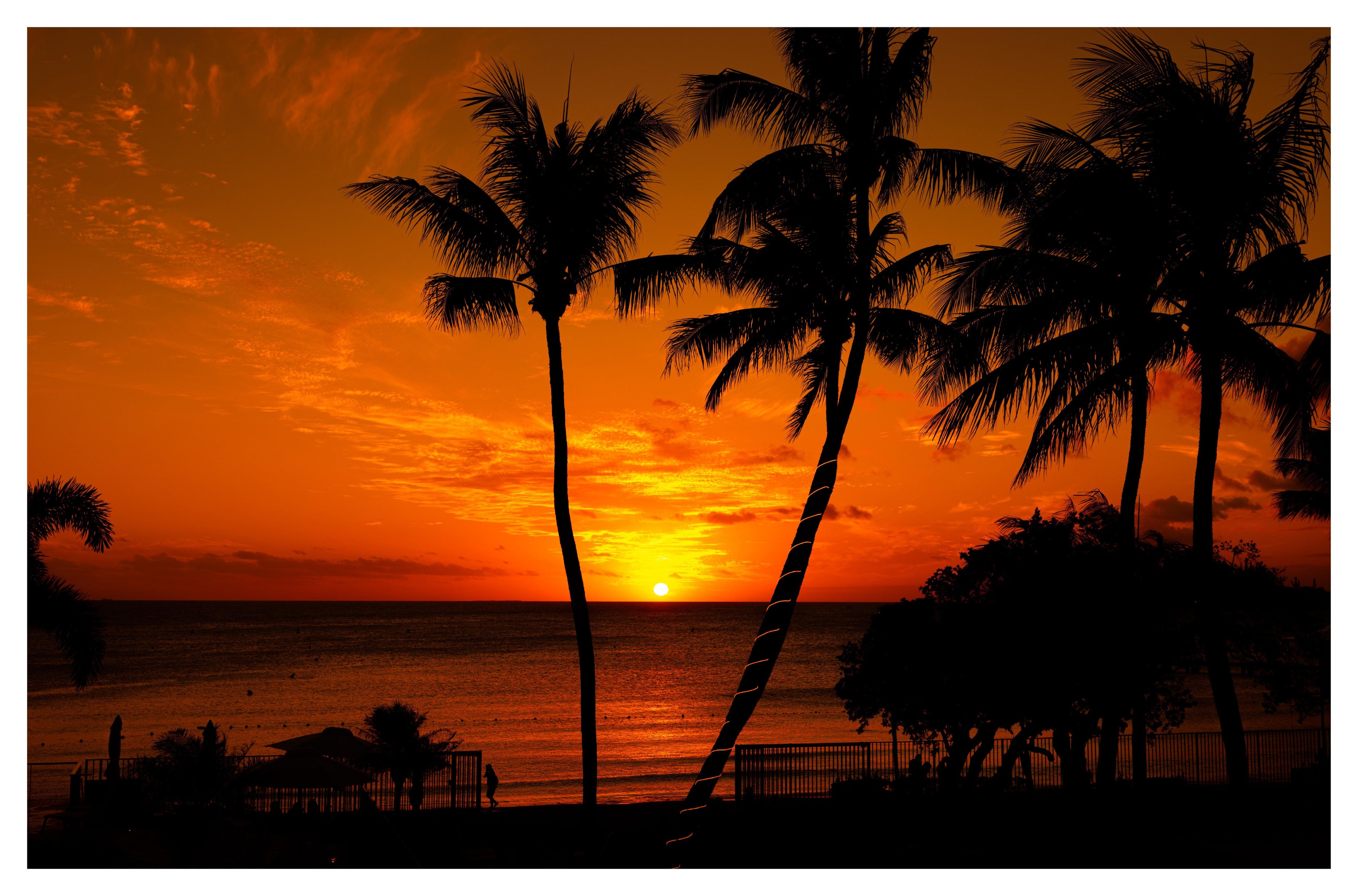 Palm Tree Sunset