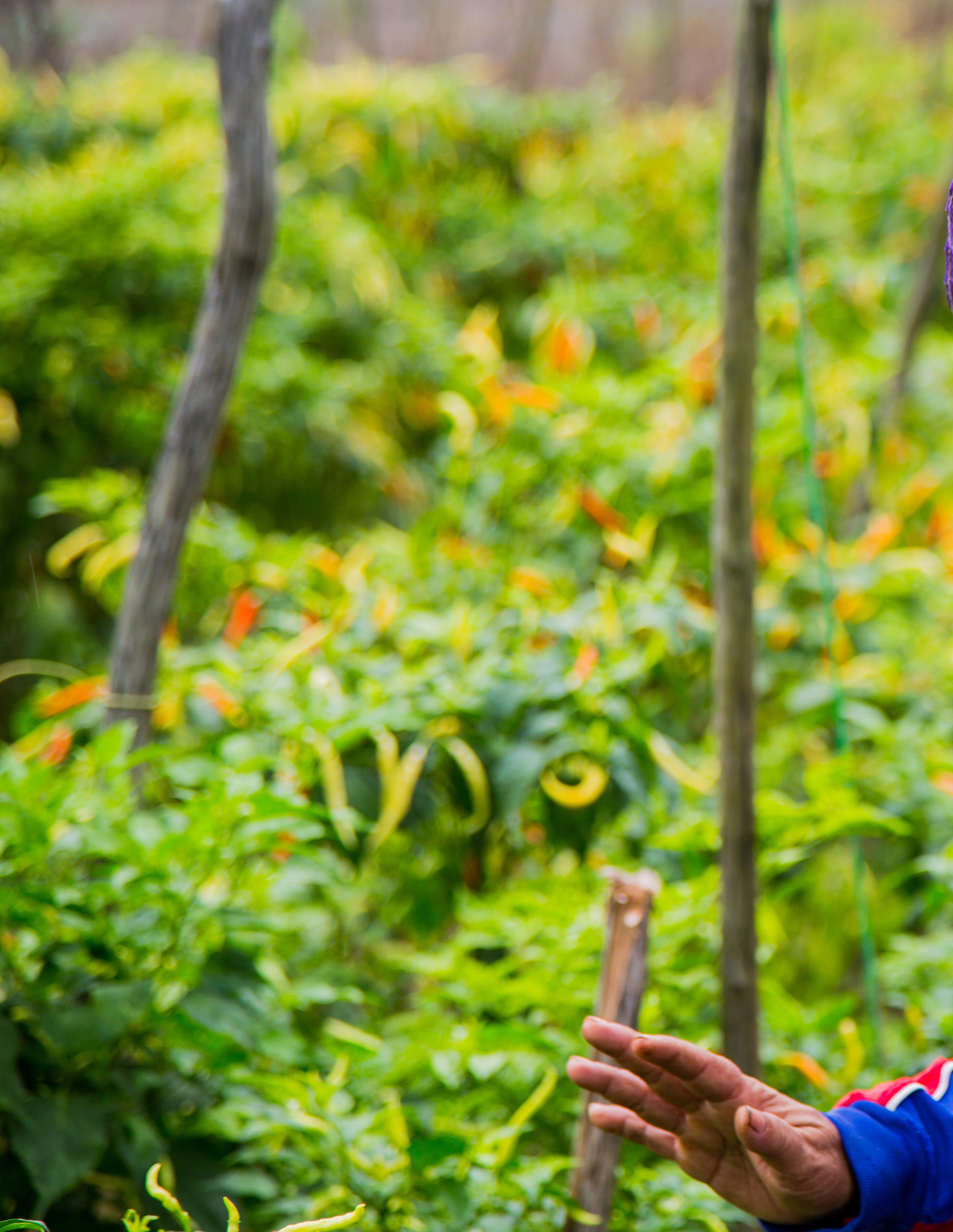 Close-up of a hand reaching toward yellow and orange chilli peppers growing on green plants supported by wooden stakes in a garden